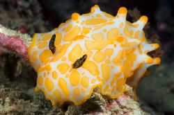 Gold Spotted Halgerda nudibranch in the rubble near Kwato... by Erin Quigley 